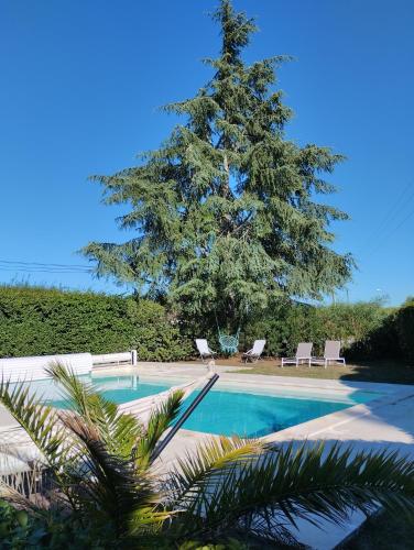 un sapin de Noël à côté d'une piscine avec un pin dans l'établissement L'Atelier Saint-Sulpice entre Bordeaux et St Emilion, à Saint-Sulpice-et-Cameyrac