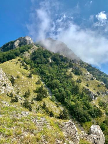 a view of a mountain with trees on it at B&B Continanza in Castelsaraceno