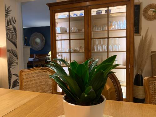 a plant in a pot sitting on a table at La petite duchesse - jaccuzzi in Plérin
