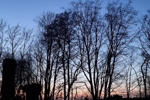 a group of trees with the sky in the background at The parrot hotel, live in a rescue animal park in Næstved