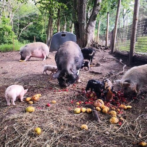 a group of pigs eating fruit on the ground at The parrot hotel, live in a rescue animal park in Næstved
