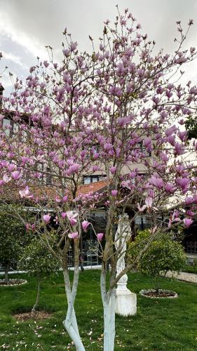 two trees with pink flowers in a park at Park Ashik in Tirana