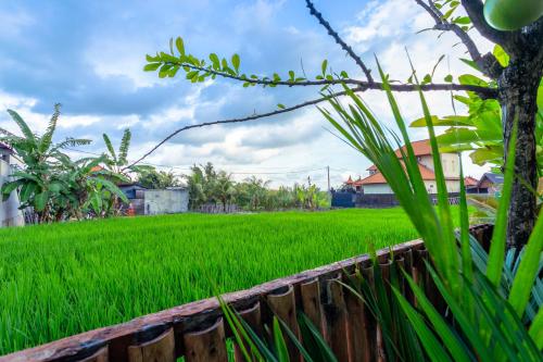 a rice field in front of a wooden fence at Kubu D'Carik Villa & Bungalow by ecommerceloka in Munggu