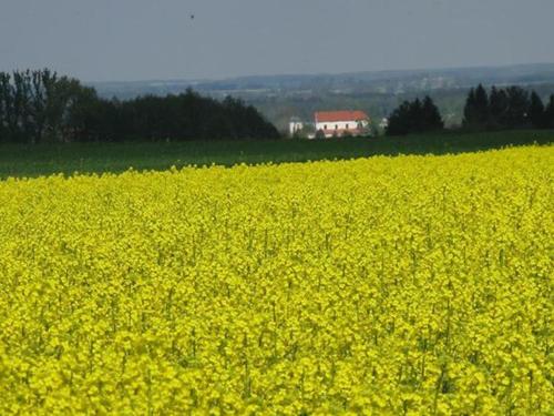 a yellow rapeseed field with a house in the background at Kurnik Polski agroturystyka in Tykocin