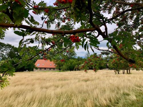 a field of grass with a house in the background at MałaKamienica80 Butikowa agroturystyka w Górach Izerskich in Mala Kamlenica