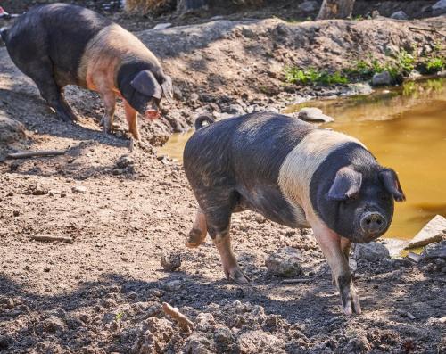 Animales en el hotel o alrededores