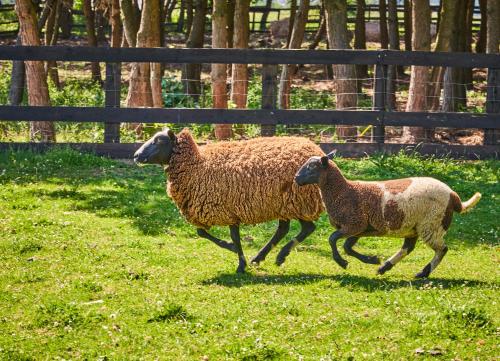 Animales en el hotel o alrededores