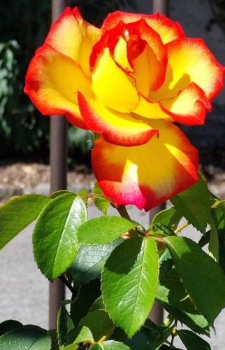 a close up of a flower on a plant at Marlingsuites - Vinea - Wieser Josef - Marling in Marlengo