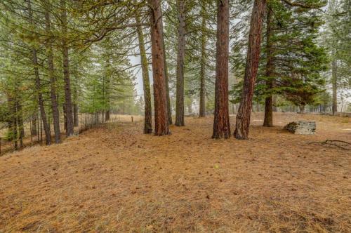 a group of trees in a wooded area at 1 Particular Pine by Casago McCall - Donerightmanagement in McCall