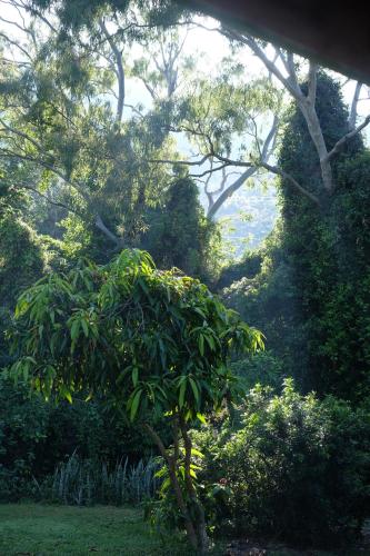 a tree in the middle of a lush green field at Hughes Hideaway - 2BR Cottage on 1 Acre w Air Con, King Beds in Yeppoon