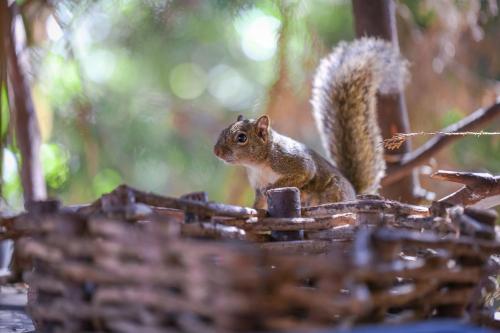 a squirrel sitting on top of a bird feeder at Mansão Austríaca Guesthouse in Campos do Jordão