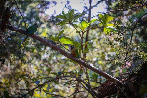two birds are sitting on a tree branch at Mansão Austríaca Guesthouse in Campos do Jordão