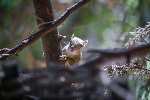 a squirrel is sitting on a tree branch at Mansão Austríaca Guesthouse in Campos do Jordão