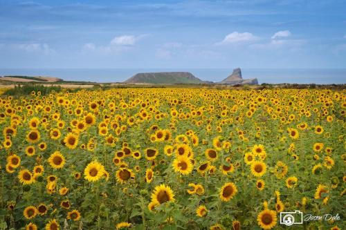 a field of sunflowers with a mountain in the background at Glan-Yr-afon cottage two bedrooms in Sennybridge