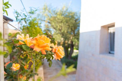a bunch of yellow flowers on a plant at Borgo dei Lecci Puglia in Selva di Fasano