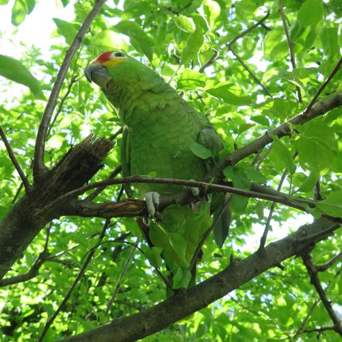 a green parrot sitting on a tree branch at Da Erminia in Verdabbio