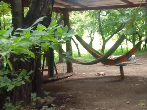 hamak w cieniu drzewa w obiekcie El Pirata Caracol w mieście La Virgen