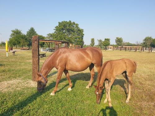 a horse and a baby horse grazing in a field at Ranch borgo bella vita in Cavalier
