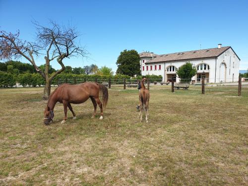 two horses grazing in a field in front of a house at Ranch borgo bella vita in Cavalier