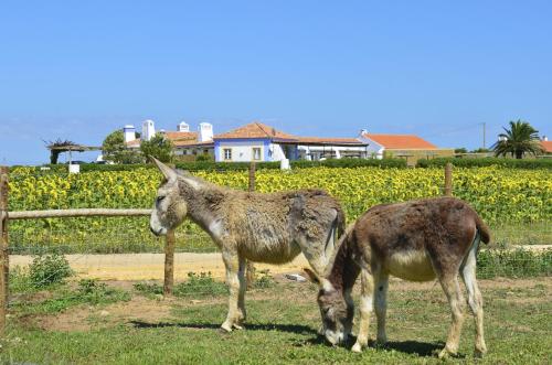two donkeys standing in the grass near a fence at Herdade Do Touril in Zambujeira do Mar