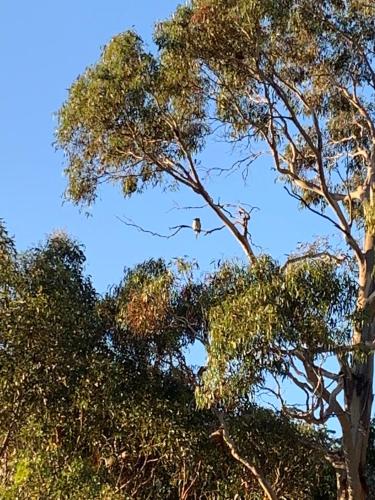 a bird is sitting in the top of a tree at Adina Tiny House Bruny Island in South Bruny