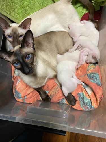 two cats laying on a bed with their babies at TajMaBarn Fullcircle Farm 6 Roundhill Rd WILTON in Wilton