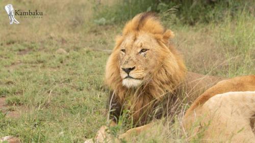 a lion laying in the grass in a field at Kambaku River Lodge in Malelane