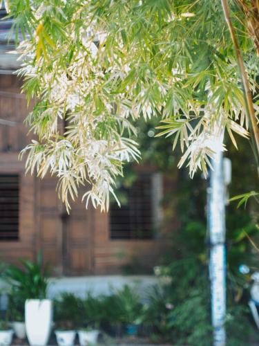 a tree with white flowers in front of a building at Hoianese Center Hotel - Truly Hoi An in Hoi An