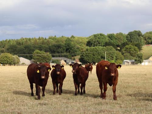 a group of brown cows standing in a field at The Anchorage Nables Farm in Chippenham