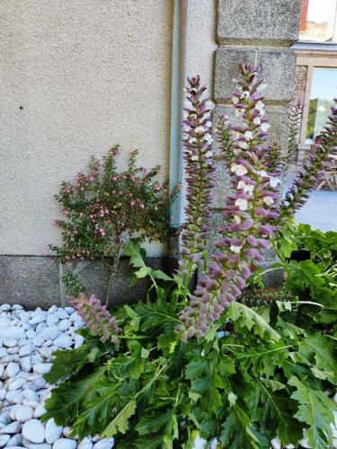 a plant with purple flowers in a garden at VALLÉE 1900 in Torfou