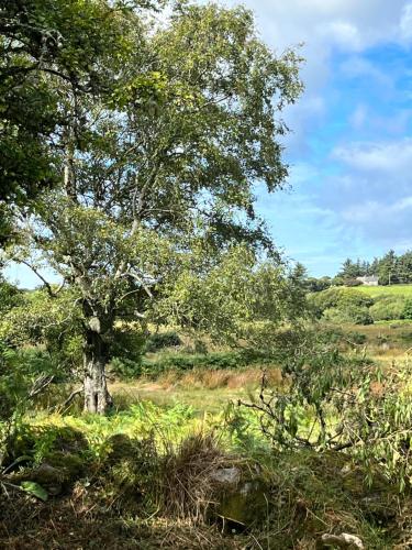 a tree in the middle of a field at The Hazel Hut in Westport