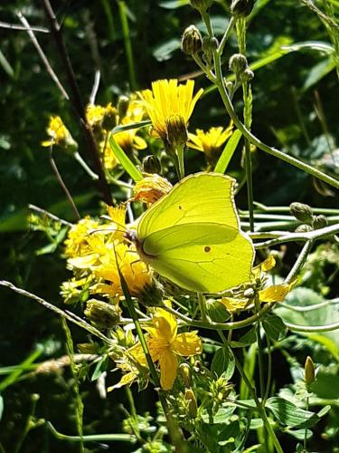 a yellow butterfly sitting on a bunch of yellow flowers at Troadkasten - Ferienhaus am BIO-Bergbauernhof in Aflenz Kurort