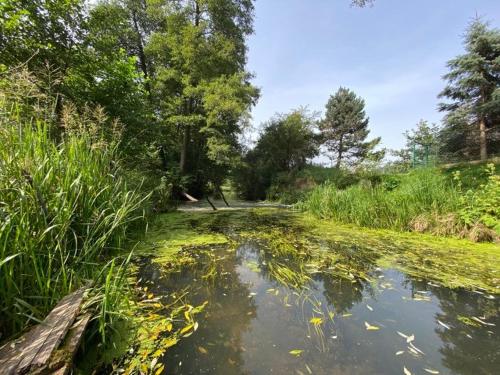 a stream of water with grass and trees in a field at FoRest Inn in Trzepieciny