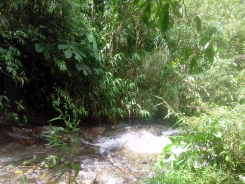 a small stream in the middle of a forest at Hostal & Spa Casa Real in Baños