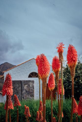 a group of red flowers in front of a house at Casona Plaza Ecolodge Colca in Yanque