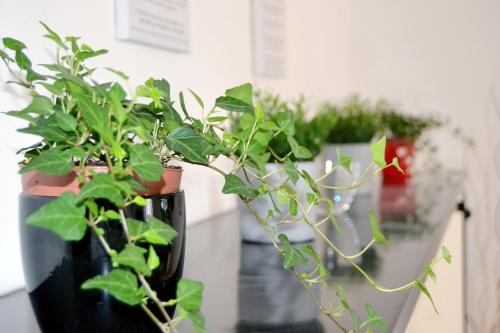 a group of plants in vases on a table at [Centro storico] Vulcano1, Bilocale strategico tra Milano, Como, fiere in Turate