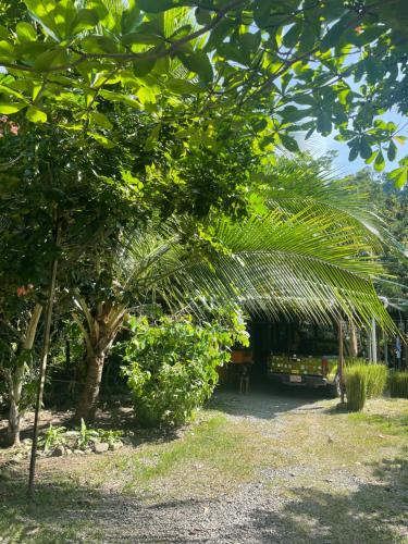 a building with a palm tree in front of it at Orgánico Punta Riel in Cahuita