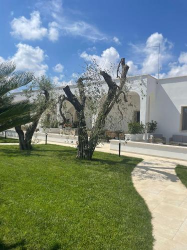 a tree in the grass in front of a building at Dimorae Camà in Cisternino