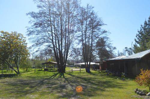 a large tree in a field next to a building at Coyunche Cabañas y Camping Laja & San Rosendo in Laja