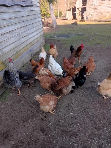 a group of chickens standing next to a building at Cabaña Kiñeco in Melipeuco