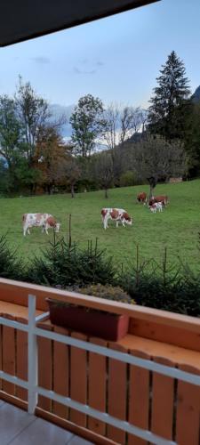 a group of cows grazing in a field at Apartma Rožle in Mojstrana