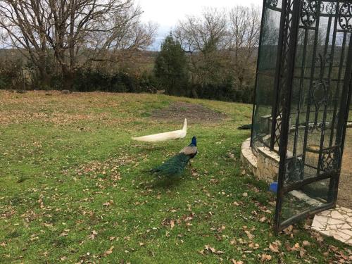 two birds standing on the grass near a cage at Rome villa swimming pool in Campagnano di Roma
