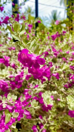 a bunch of purple flowers in a garden at Senthil Complex in Jaffna