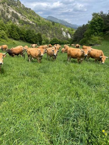 a herd of cows grazing in a field of grass at Fonda Peremiquel in Castellar de NʼHug