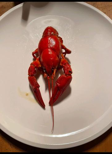 a red lobster sitting on a white plate at OFFGRID Haus am Angelteich in Thallern