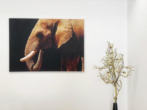 une photo d'un éléphant accroché à un mur dans l'établissement Dreamy Alameda Apartment, à Lisbonne