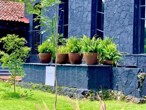 Κήπος έξω από το Orgánico Hotel Boutique TEPOZTLÁN