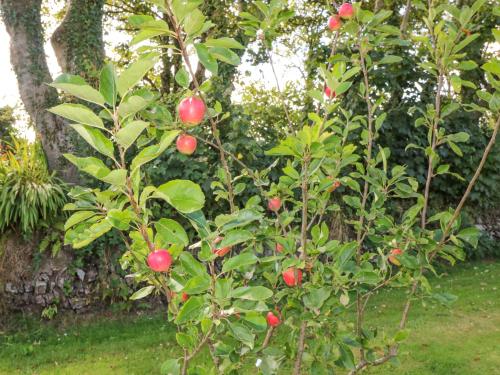 an apple tree with red apples on it at Beehive Cottage in Kilbrittain