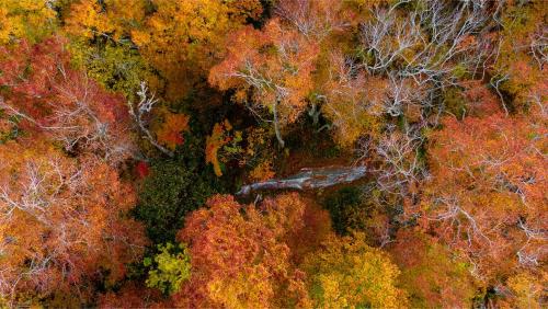 an overhead view of a forest filled with colorful trees at Soukyu 蒼穹 #TB1 in Yonago