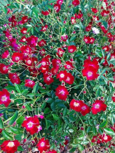 a bush of red flowers with green leaves at Country Rose Motel Warwick in Warwick